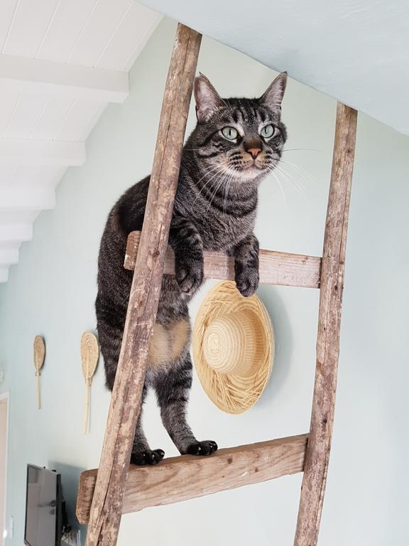 Gato Preto De Silves - Adults Only Bed & Breakfast Eksteriør bilde