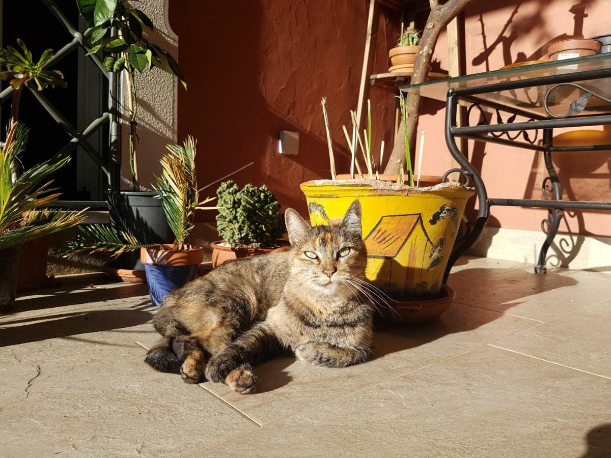 Gato Preto De Silves - Adults Only Bed & Breakfast Eksteriør bilde